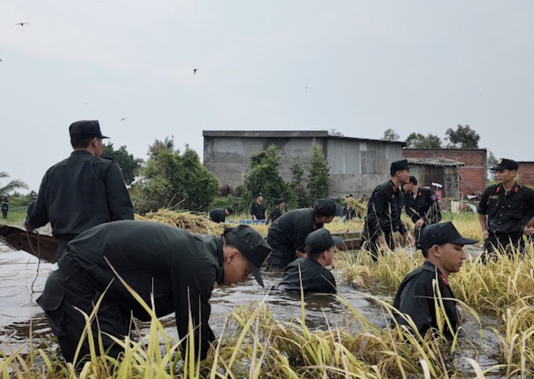 Chiến sĩ cảnh s&aacute;t cơ động hỗ trợ người d&acirc;n T&acirc;y Ninh gặt l&uacute;a chạy lũ- Ảnh 4.