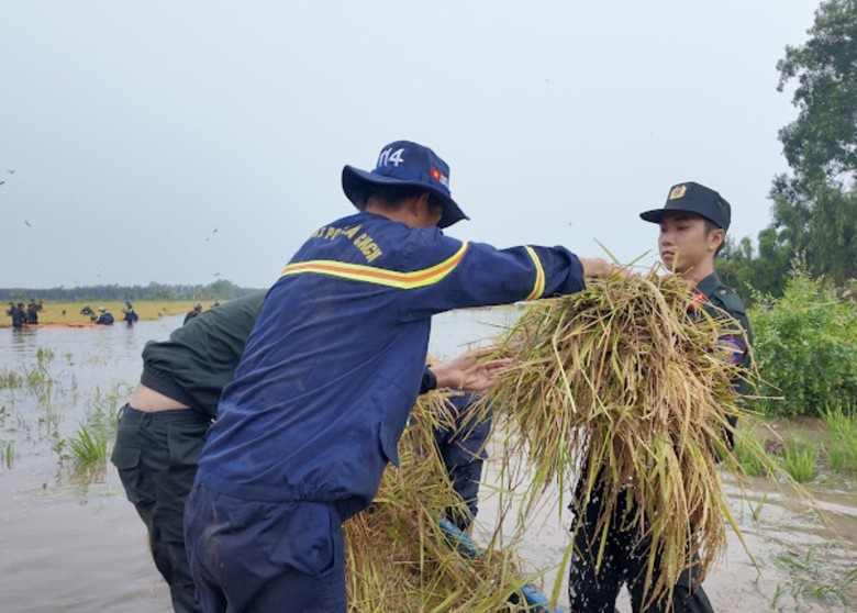 Chiến sĩ cảnh s&aacute;t cơ động hỗ trợ người d&acirc;n T&acirc;y Ninh gặt l&uacute;a chạy lũ- Ảnh 2.