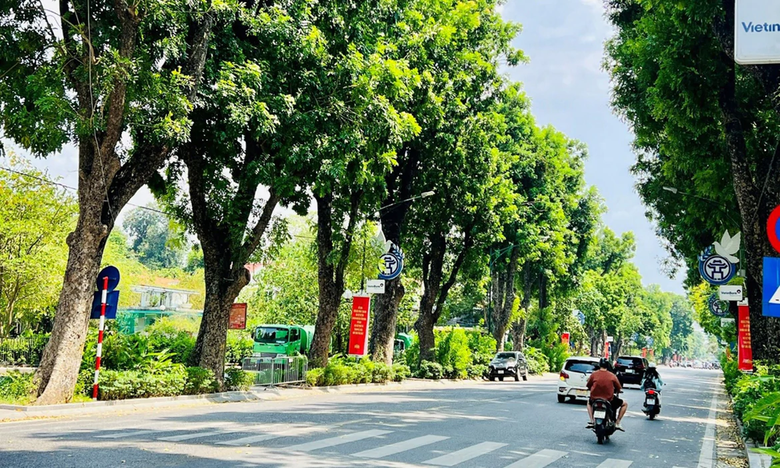 Bộ Xây dựng ban hành Thông tư hướng dẫn quản lý cây canh đô thị - Ảnh 2.