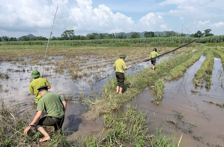 Nghệ An tháo dỡ 30.000 mét lưới, phạt nặng người săn bắn, mua bán chim hoang dã- Ảnh 4.