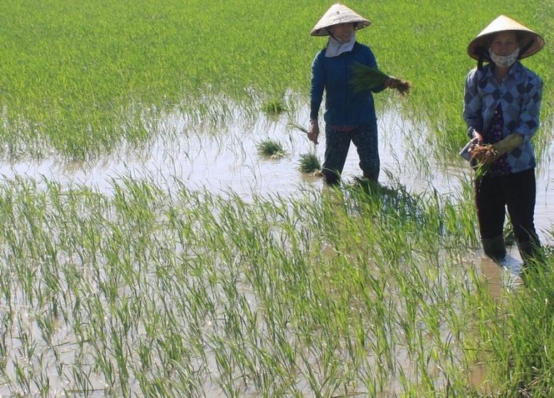 anh 1. nong dan Binh Dinh trong lua