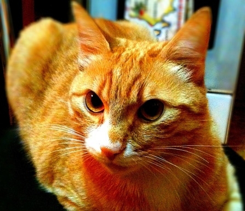 co-gai-bi-duoi-xuong-xe-vi-mang-meo