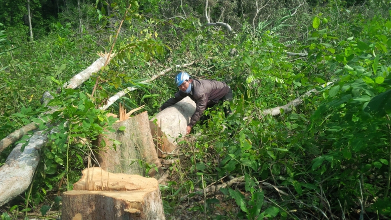 kỷ luật 15 c&aacute;n bộ giữ rừng