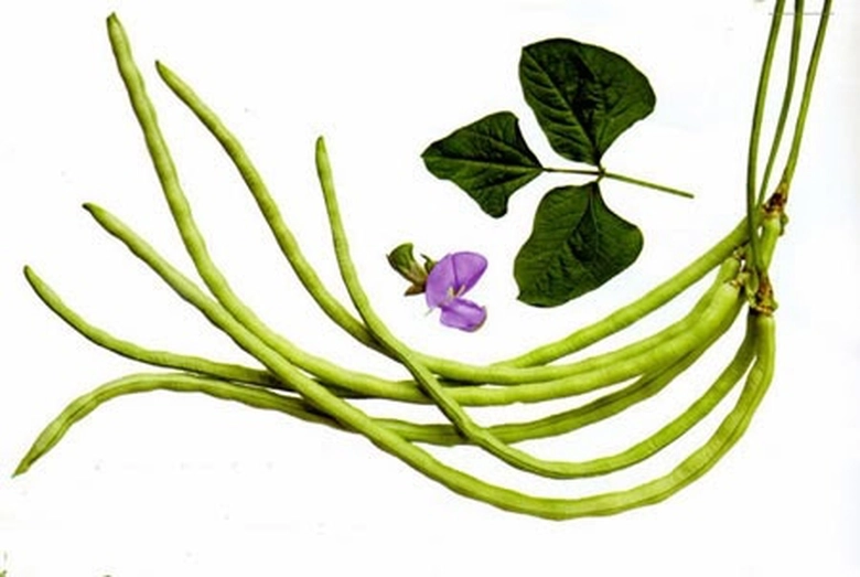 L&aacute;, hoa v&agrave; quả đậu đũa