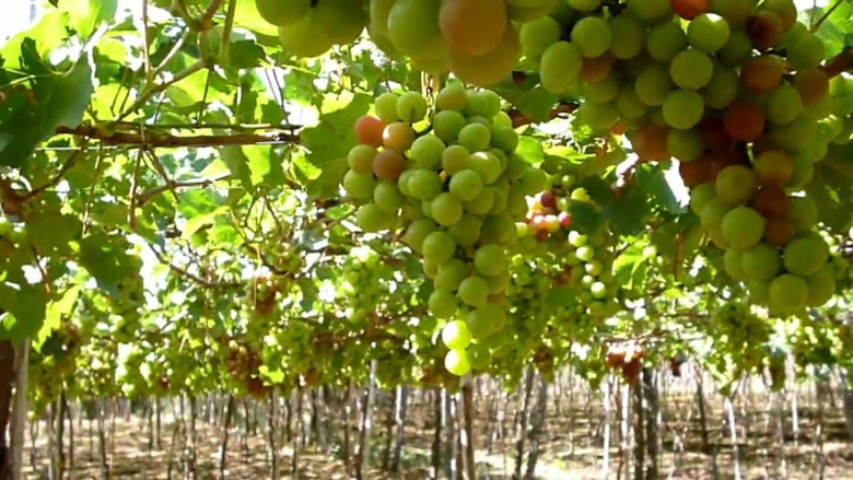 Vườn nho Ninh Thuận. Ảnh khai th&aacute;c