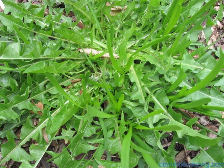 bo-cong anh