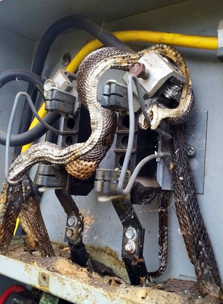 electrocuted-snake