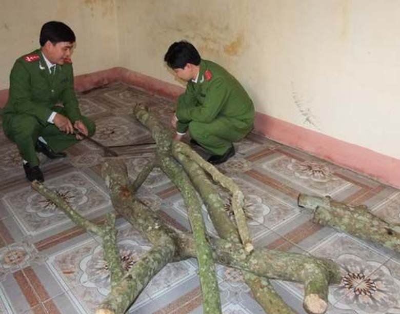 Tại chỗ ở của Th&ecirc;m, lực lượng chức năng thu giữ nhiều c&acirc;y gỗ Sưa