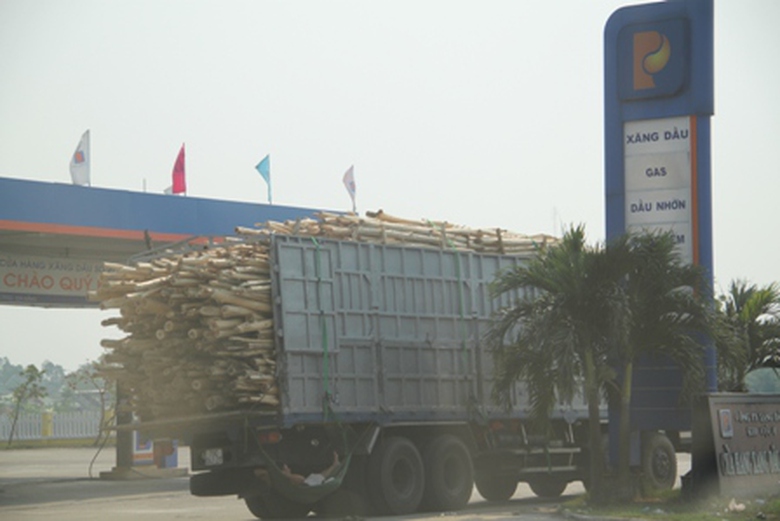 Xe chở c&acirc;y bạch đ&agrave;n