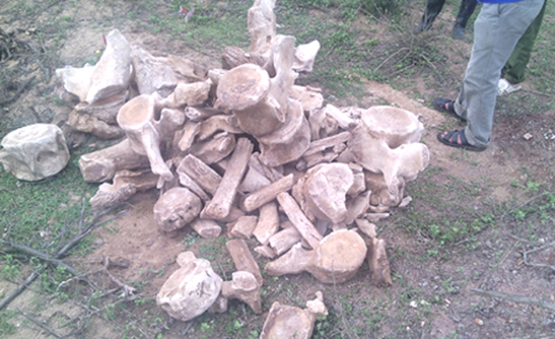  Phần xương c&aacute; sau khi được ph&aacute;t hiện đưa l&ecirc;n khỏi mặt đất