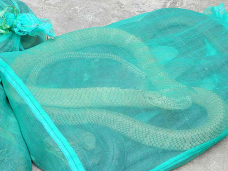 Bao rắn độc giấu tr&ecirc;n xe kh&aacute;ch