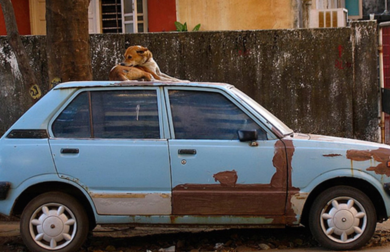 Ch&oacute; kh&ocirc;ng được đặt l&ecirc;n n&oacute;c xe khi ở Alaska.