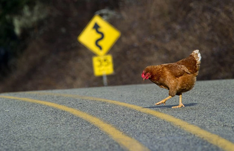 Ở Quitman, Georgia, luật giao th&ocirc;ng kh&ocirc;ng cho ph&eacute;p ch&uacute; g&agrave; băng qua đường. Nhưng nếu ch&uacute; g&agrave; vẫn băng qua đường th&igrave; sẽ phạt ai đ&acirc;y?
