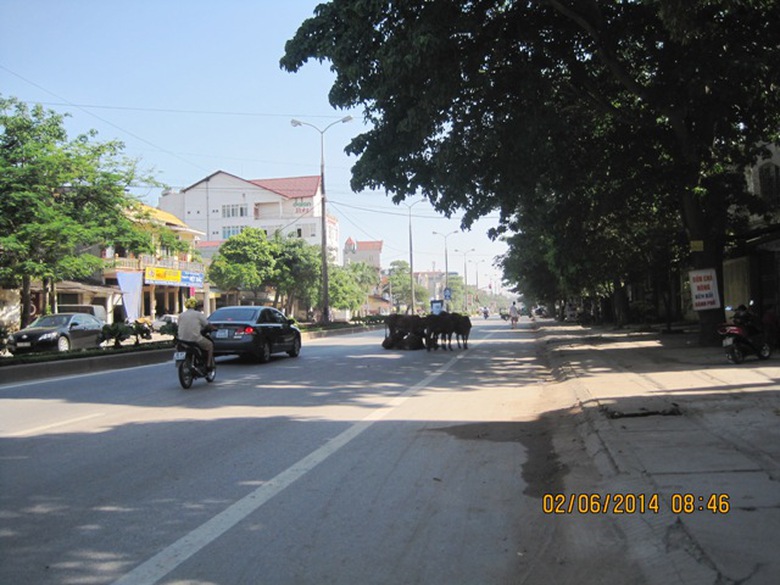 Đ&agrave;n b&ograve; v&agrave;ng 