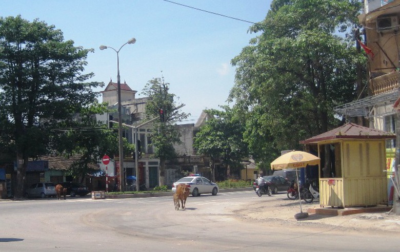 Đ&agrave;n b&ograve; vẫn 
