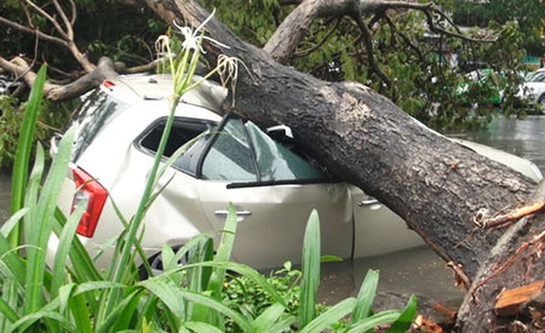 C&acirc;y xanh đổ đ&egrave; một l&uacute;c 4 &ocirc; t&ocirc; tr&ecirc;n đường L&ecirc; Lợi, TP Hồ Ch&iacute; Minh chiều 28/5