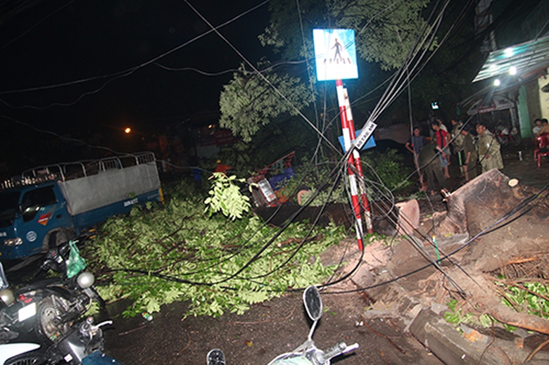 C&acirc;y đổ l&agrave;m đứt h&agrave;ng loạt đường d&acirc;y điện, khiến hệ thống điện tại khu vực n&agrave;y bị mất tạm thời.