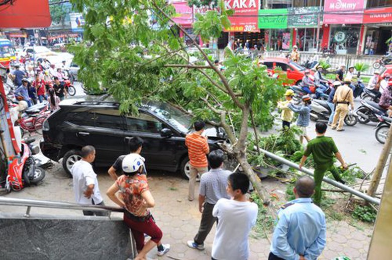 Xe Lexus bị c&acirc;y phượng đ&egrave; l&ecirc;n xe