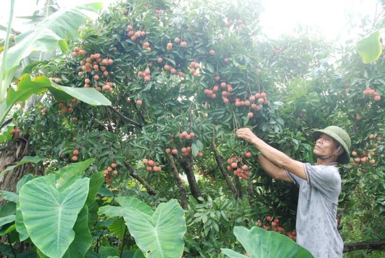 Đến ng&agrave;y 20/6, tổng sản lượng quả vải ti&ecirc;u thụ đạt khoảng 61,8 ngh&igrave;n tấn.