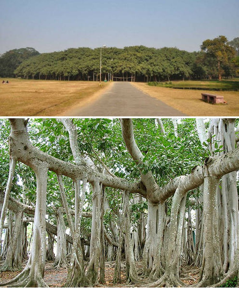 C&acirc;y Banyan 250 tuổi