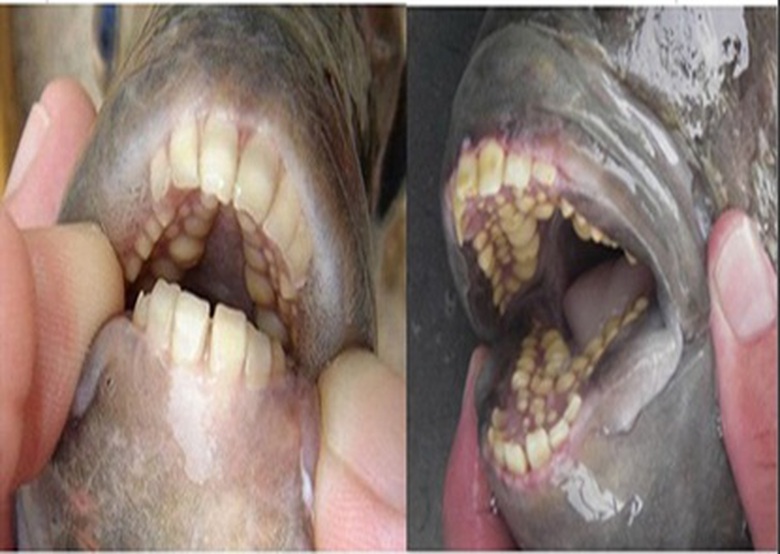 H&agrave;m răng của c&aacute; Pacu