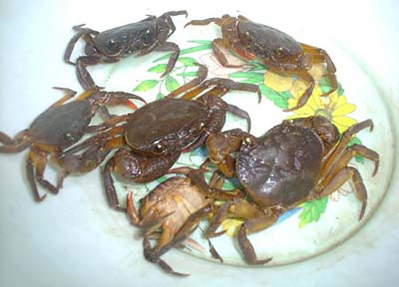 T&ocirc;m, cua đồng l&agrave; hai loại chứa nhiều s&aacute;n l&aacute; phổi.