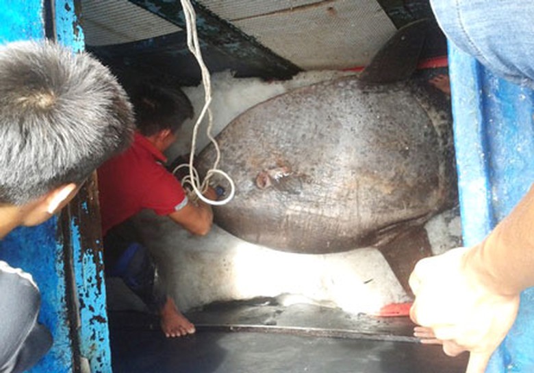 C&aacute; mặt trăng bị mắc lưới ở v&ugrave;ng biển Vịnh Bắc Bộ v&agrave; chết ngay khi đưa l&ecirc;n t&agrave;u. Chủ t&agrave;u đ&atilde; ướp đ&aacute; cẩn thận rồi đưa v&agrave;o bờ.
