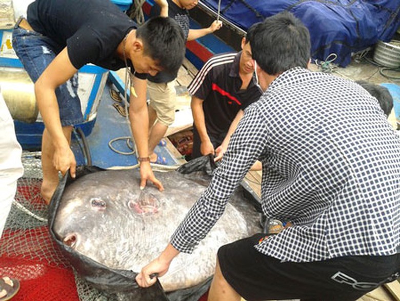 Đ&acirc;y l&agrave; con c&aacute; mặt trăng thuộc loại 
