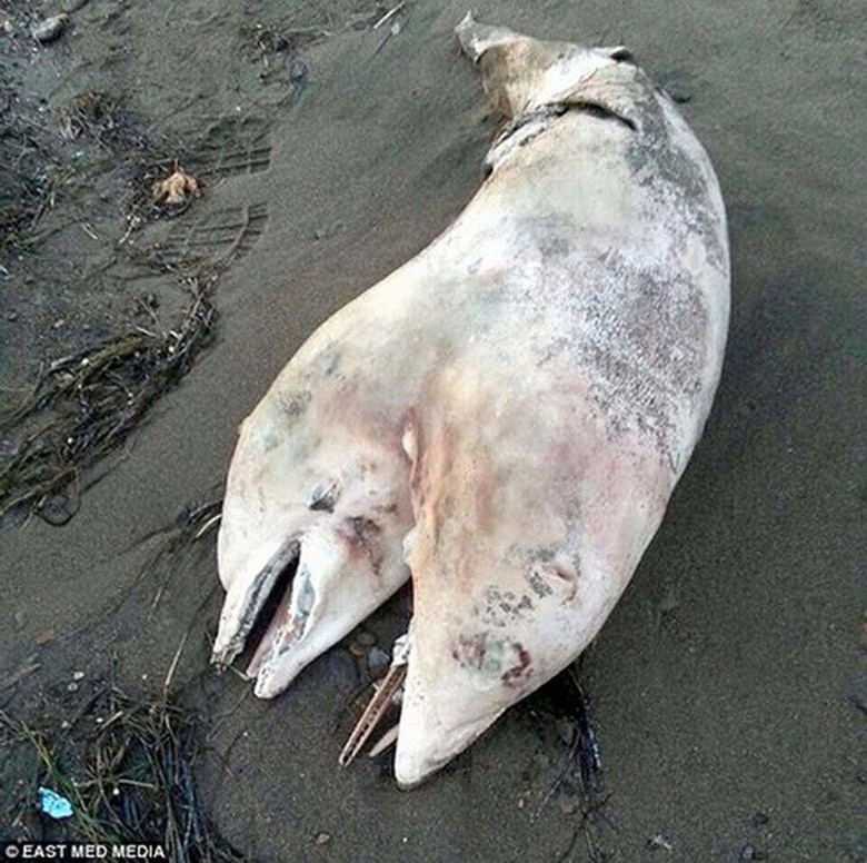 X&aacute;c của con c&aacute; heo hai đầu