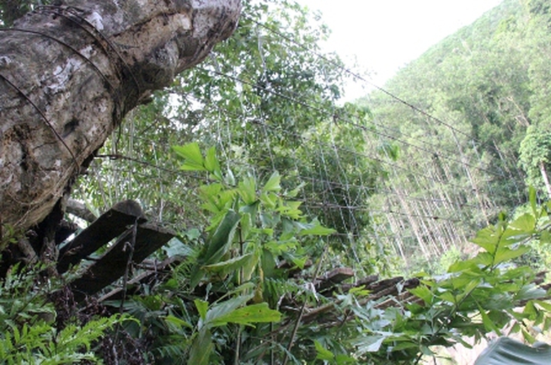 Sau nhiều năm sử dụng, c&acirc;y cầu đ&atilde; hư hỏng, gốc c&acirc;y l&agrave;m trụ ở ph&iacute;a T&acirc;y Nam hiện đ&atilde; bắt đầu mục. Mỗi lần c&oacute; người đi qua, chiếc cầu lại oằn xuống