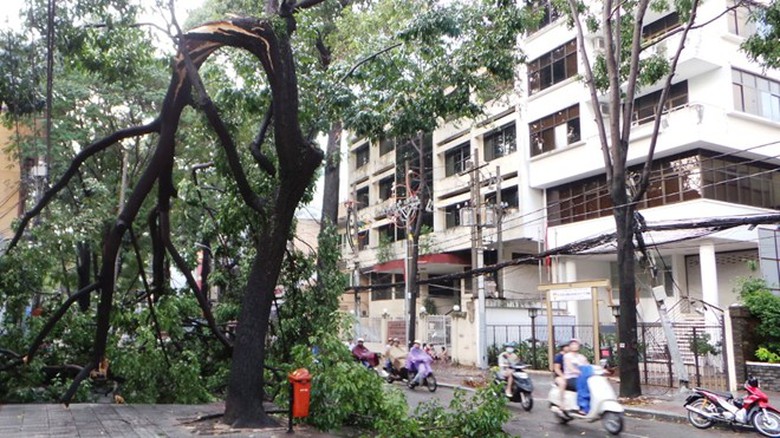 Cách đó không xa, một cây sao trên đường Mạc Đĩnh Chi, quận 1, cũng bị gió quật gãy ngang thân xuống đường.