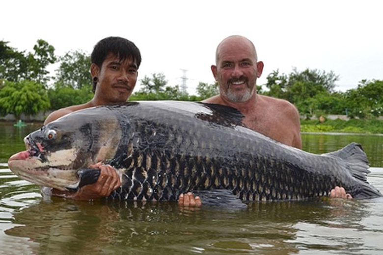 Con c&aacute; ch&eacute;p Xi&ecirc;m năng 60kg