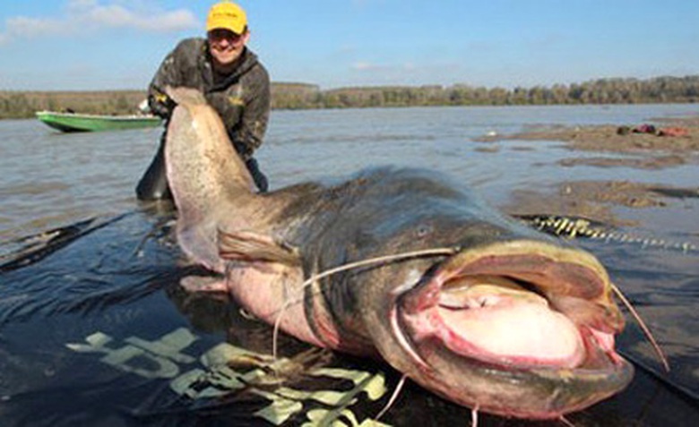 Con c&aacute; tr&ecirc; khổng lồ d&agrave;i đến 2 m&eacute;t