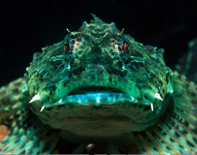 C&aacute; b&ograve; cạp c&oacute; nguồn gốc từ Ấn Độ Dương v&agrave; Th&aacute;i B&igrave;nh Dương. Ch&uacute;ng thường trốn trong c&aacute;c hốc đ&aacute;, cơ thể được bao bọc bởi những vẩy c&oacute; dạng như l&ocirc;ng với nhiều m&agrave;u để gi&uacute;p ch&uacute;ng ngụy trang, h&ograve;a lẫn với m&ocirc;i trường xung quanh. C&aacute; bọ cạp sử dụng chất độc vốn c&oacute; để bắt con mồi v&agrave; xua đuổi kẻ th&ugrave;. (Nguồn: Getty)