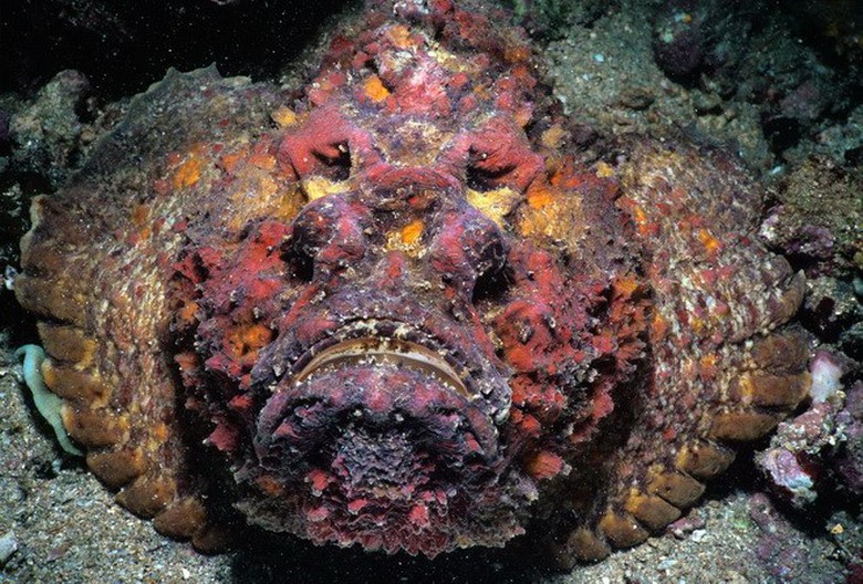 C&aacute; Anglerfish l&agrave; lo&agrave;i c&aacute; rất qu&yacute; hiếm. Người ta chỉ thấy ch&uacute;ng xuất hiện ở những v&ugrave;ng nước s&acirc;u ở Đại T&acirc;y Dương, Th&aacute;i B&igrave;nh Dương v&agrave; Ấn Độ Dương. (Nguồn: Peter David)