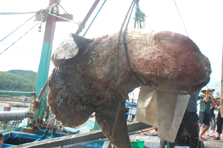 c&aacute; mặt trăng nặng 