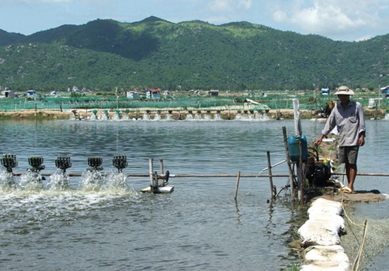 Nguồn nước bị &ocirc; nhiễm, người nu&ocirc;i t&ocirc;m ở Ph&uacute; Y&ecirc;n lu&ocirc;n phải đối mặt với rủi ro t&ocirc;m bệnh, chết h&agrave;ng loạt