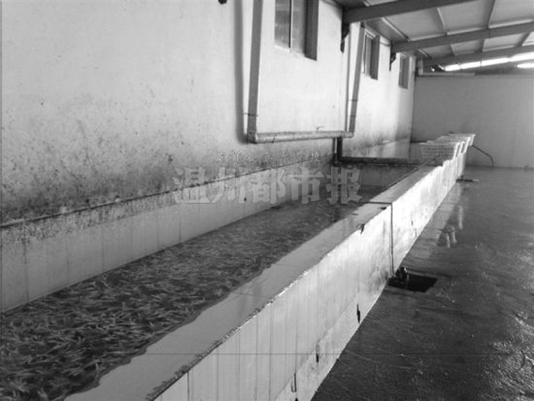 H&agrave;ng tấn ch&acirc;n g&agrave; đang ng&acirc;m trong bể h&oacute;a chất