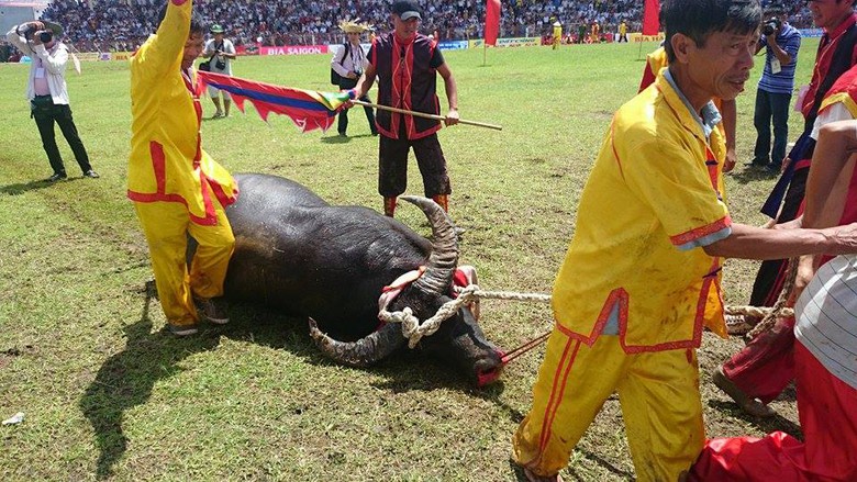 Sau khi dồn to&agrave;n lực thực hiện c&uacute; nốc ao hạ gục đối thủ, tr&acirc;u 06 gục ng&atilde; ngay tr&ecirc;n s&acirc;n v&agrave; được k&eacute;o ra ngo&agrave;i