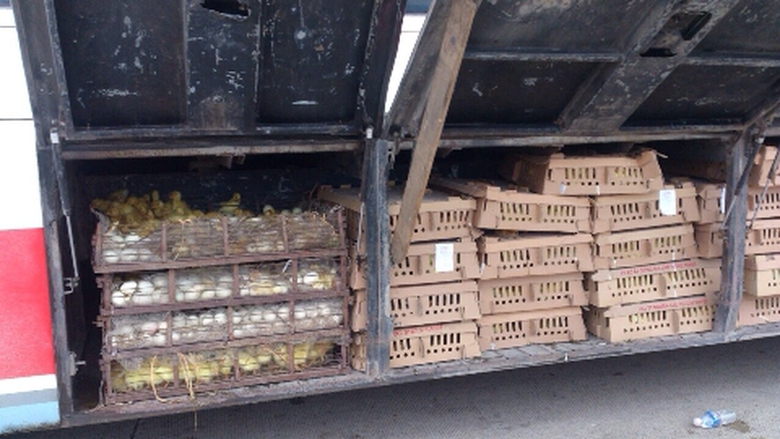 Nguy&ecirc;n cả cốp xe để chỏ động vậtkh&ocirc;ng r&otilde; nguồn gốc