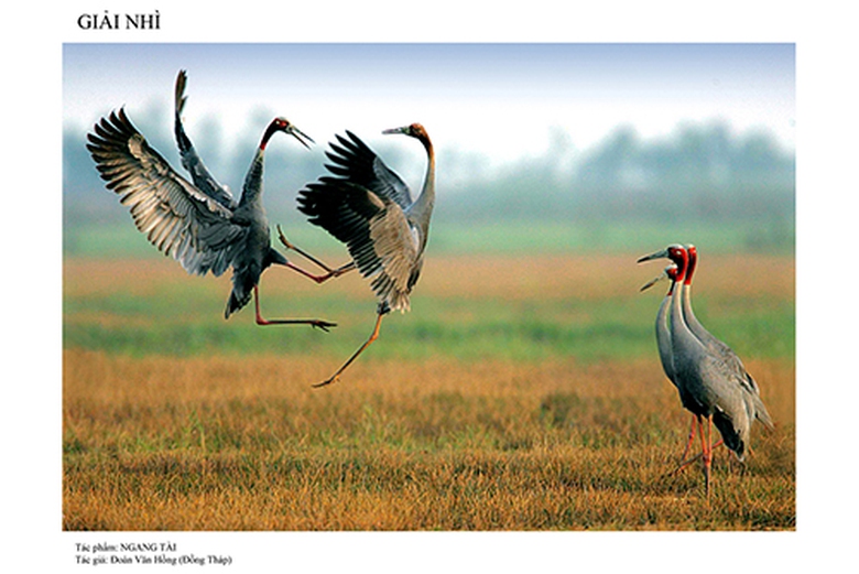 T&aacute;c phẩm &ldquo;Ngang t&agrave;i&rdquo;, t&aacute;c giả Đo&agrave;n Văn Hồng (Đồng Th&aacute;p)