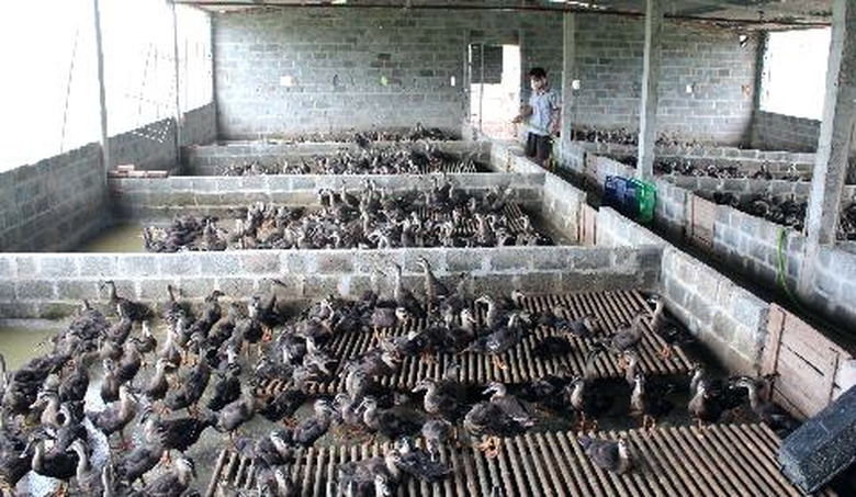 Những con vịt trời được nu&ocirc;i trong chuồng xi măng. H&agrave;ng ng&agrave;y ch&uacute;ng được thả ra hồ, ăn, bơi trong hồ đến tối lại quay về chuồng