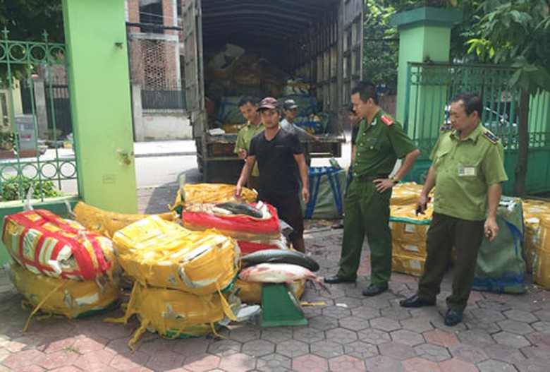 Số c&aacute; trắm gi&ograve;n bị ph&aacute;t hiện