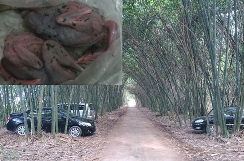 Con đường dẫn v&agrave;o vườn c&ograve; Ngọc Nhị (ảnh lớn) v&agrave; hai con tr&ugrave;ng tục bị cơ quan kiểm l&acirc;m thu giữ (ảnh nhỏ)