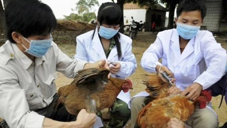 TPHCM th&agrave;nh lập 3 đo&agrave;n kiểm tra li&ecirc;n ng&agrave;nh để ph&ograve;ng chống dịch bệnh gia s&uacute;c, gia cầm