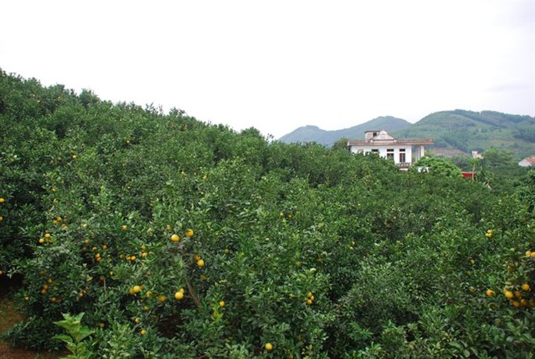 Những đồi cam b&aacute;t ng&aacute;t ở Lục Ngạn...