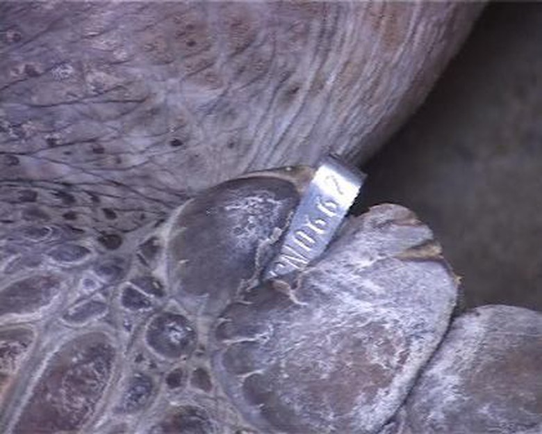 Thiết bị được gắn tr&ecirc;n con r&ugrave;a biển qu&yacute; hiếm vừa được anh L&acirc;m bắt được