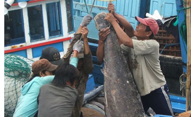 Ngư d&acirc;n Ph&uacute; Y&ecirc;n đ&aacute;nh bắt c&aacute; ngừ đại dương.