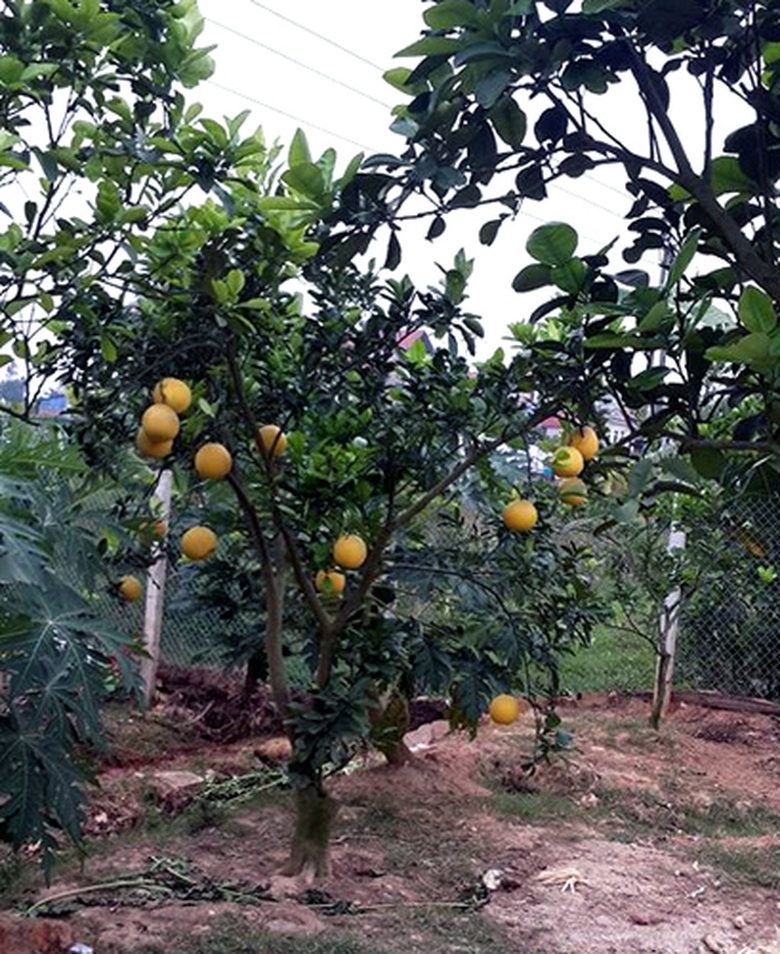 Thời tiết năm nay kh&ocirc;ng thu&acirc;n n&ecirc;n bưởi Diễn k&eacute;m m&atilde;