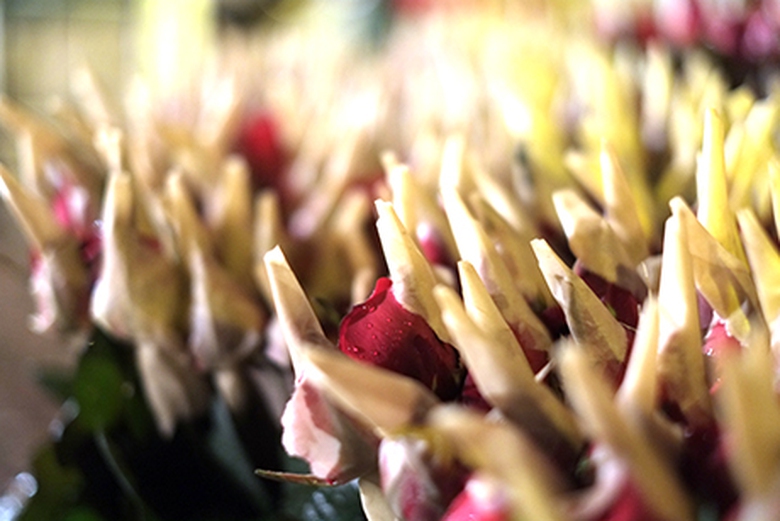 Hoa hồng c&ograve;n đọng nước tr&ecirc;n b&ocirc;ng, thơm nồng n&agrave;n hương